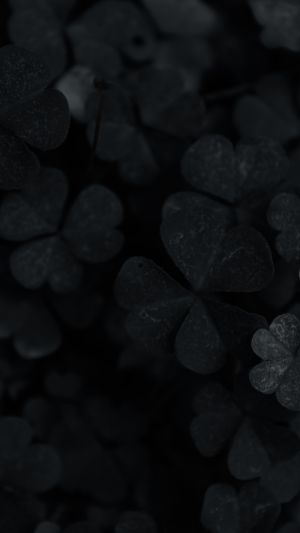 Wallpaper